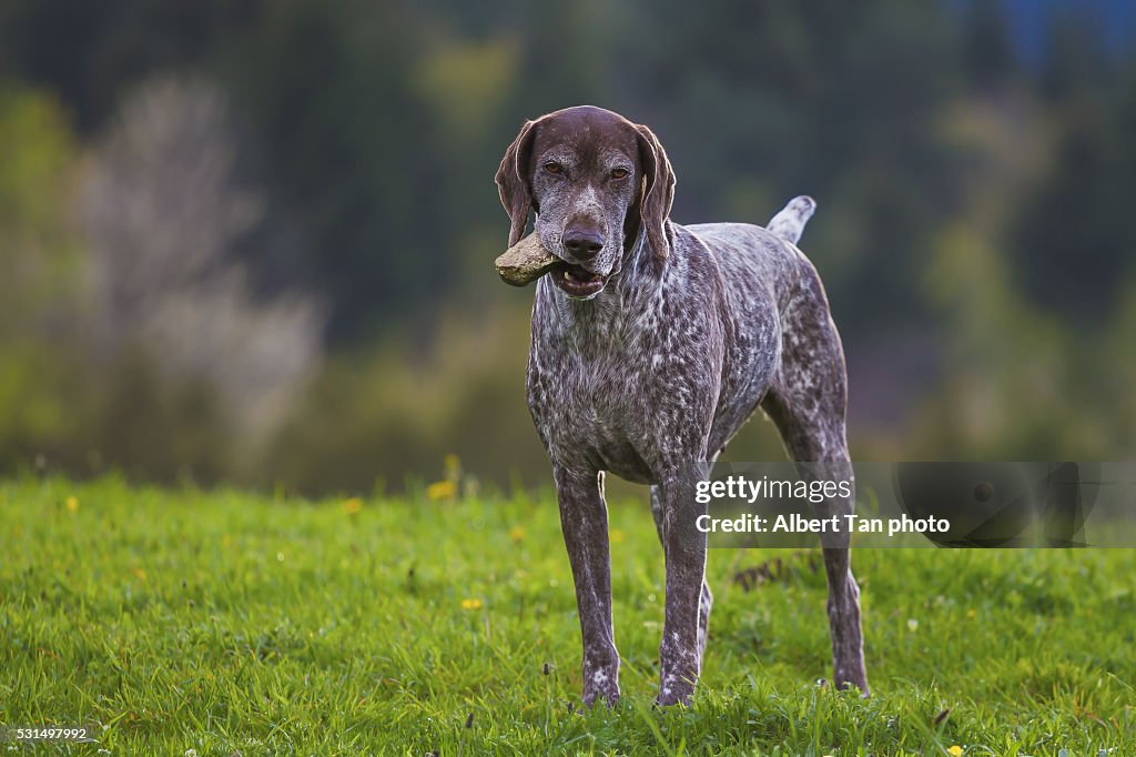 Weimaraner Dog