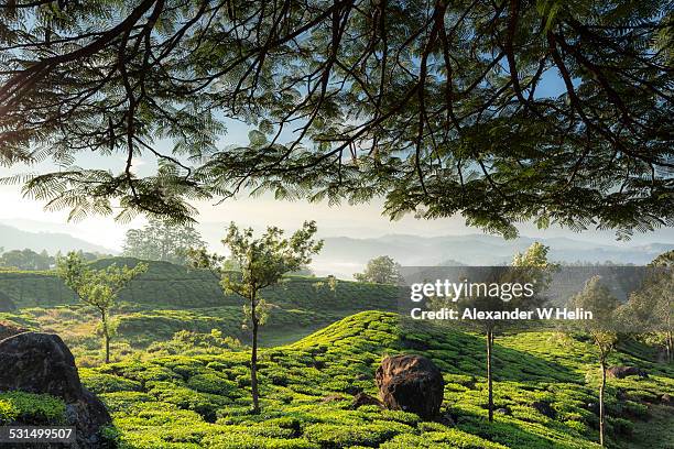 tea plantation - w rock tea stock pictures, royalty-free photos & images