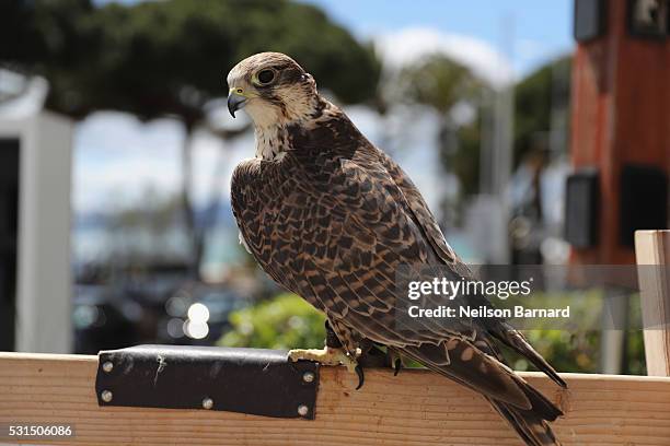 Aladdin, the Saker Falcon watches over the Martinez Hotel on May 12, 2016 in Cannes, France. Garfield, Big Foot and Aladdin are among the hawks and...