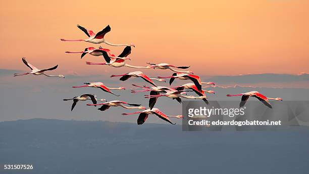 flamingos in flight - edoardogobattoninet stock pictures, royalty-free photos & images