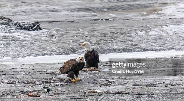 bald eagles - rio chilkat imagens e fotografias de stock