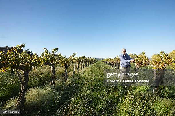 elderly man observing grape tree in a vineyard - grapevine texas stock pictures, royalty-free photos & images