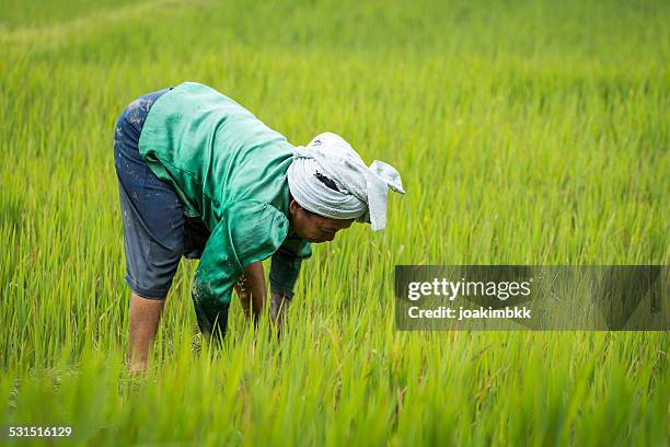 mujer mayor asiática en un ricefield trabajo - indonesian farmer fotografías e imágenes de stock