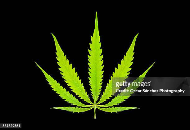 marijuana leaf - marijuana leaf outline stock pictures, royalty-free photos & images
