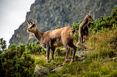 Young chamoix (wild goats)
