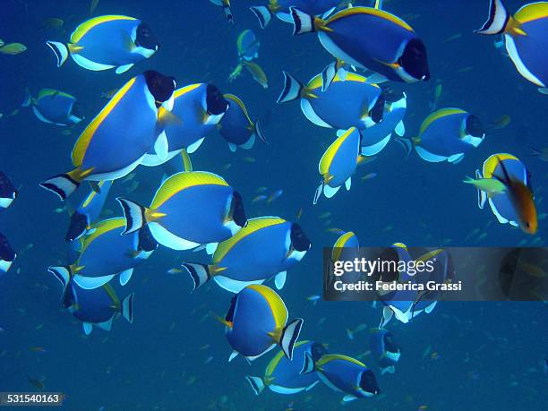 shoal of powderblue surgeonfish - acanthaster planci stock-fotos und bilder