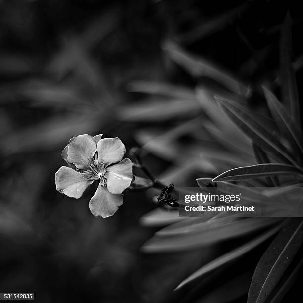 a laurel flower in black and white - sweet bay magnolia stock pictures, royalty-free photos & images
