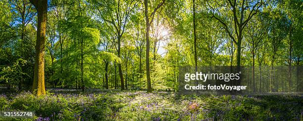 il sole caldo idilliaca woodland radura verde foresta panorama felci fiori selvatici - panoramica foto e immagini stock