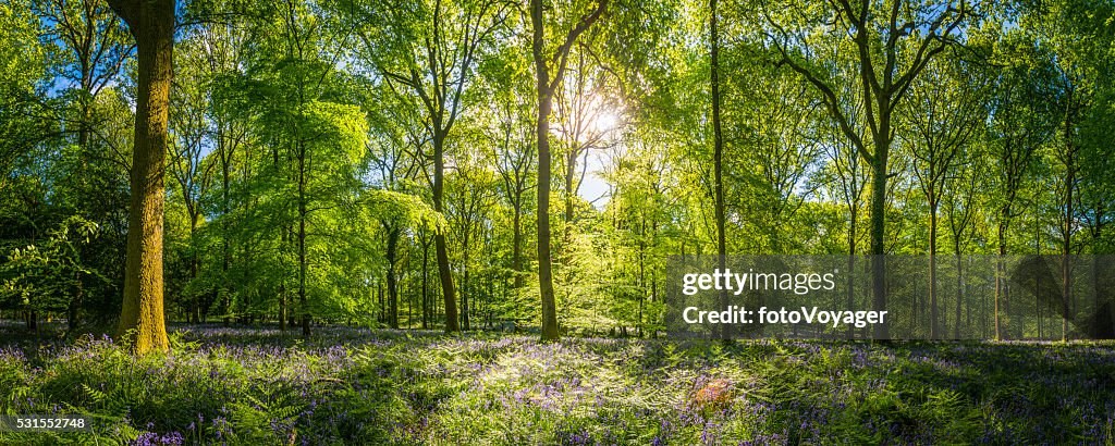 Sunshine warming idyllic woodland glade green forest ferns wildflowers panorama