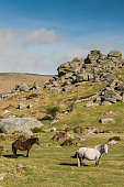 Wild ponnies grazing in front of granite Tor