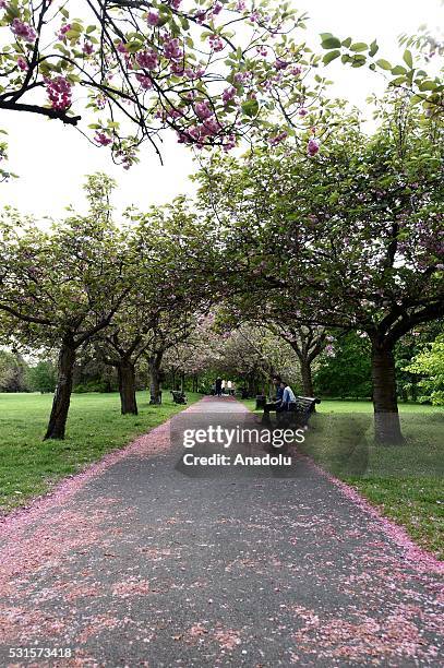 General view of the last of the seasons Cherry Blossom at Greenwich Park in London, United Kingdom on May 15, 2016.