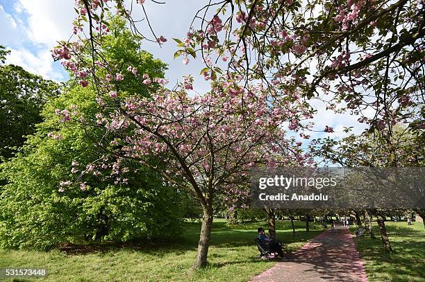 General view of the last of the seasons Cherry Blossom at Greenwich Park in London, United Kingdom on May 15, 2016.