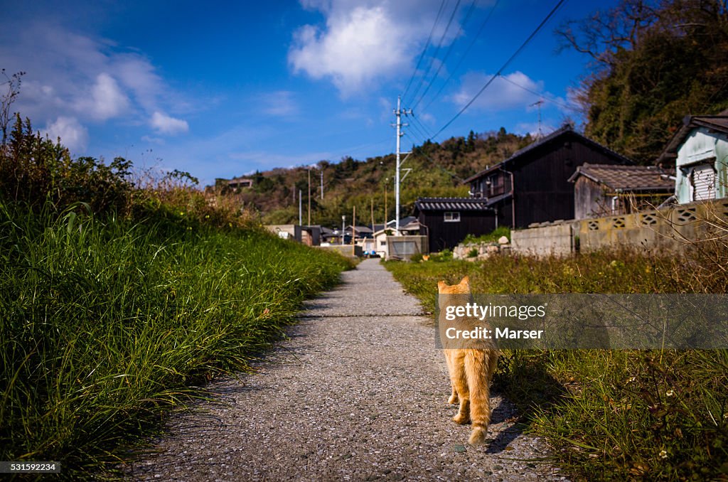 A cat on the rural path