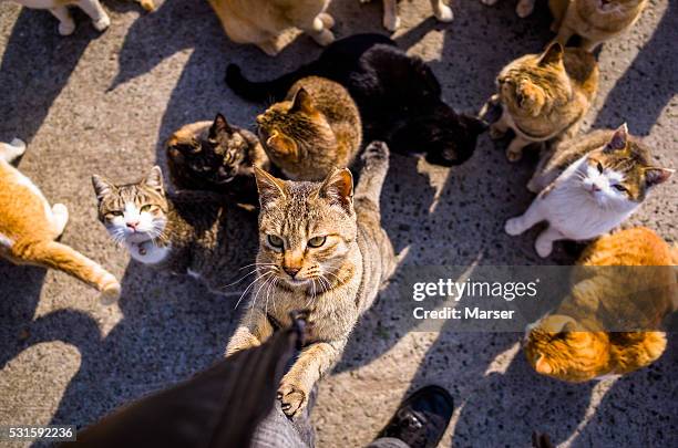 a cat clinging on the human's leg - undomesticated cat ストックフォトと画像