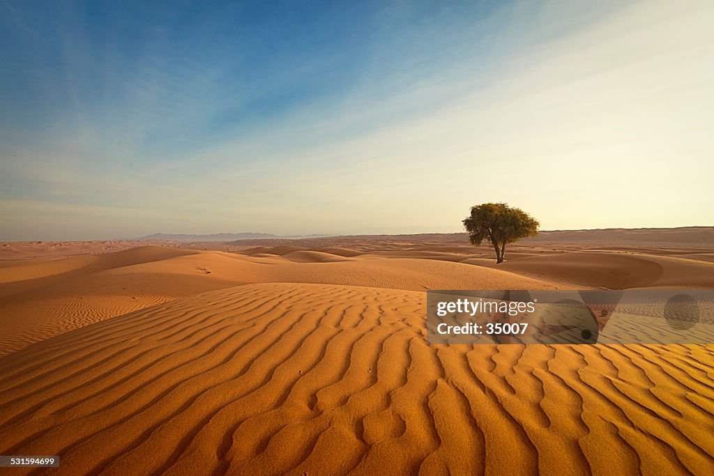 Lonely tree in the desert of oman