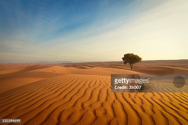 lonely tree in the desert of oman - single tree stock pictures, royalty-free photos & images