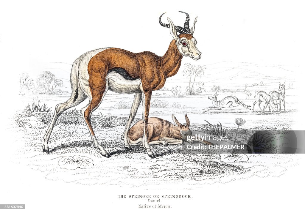 The Springbok antelope engraving 1855