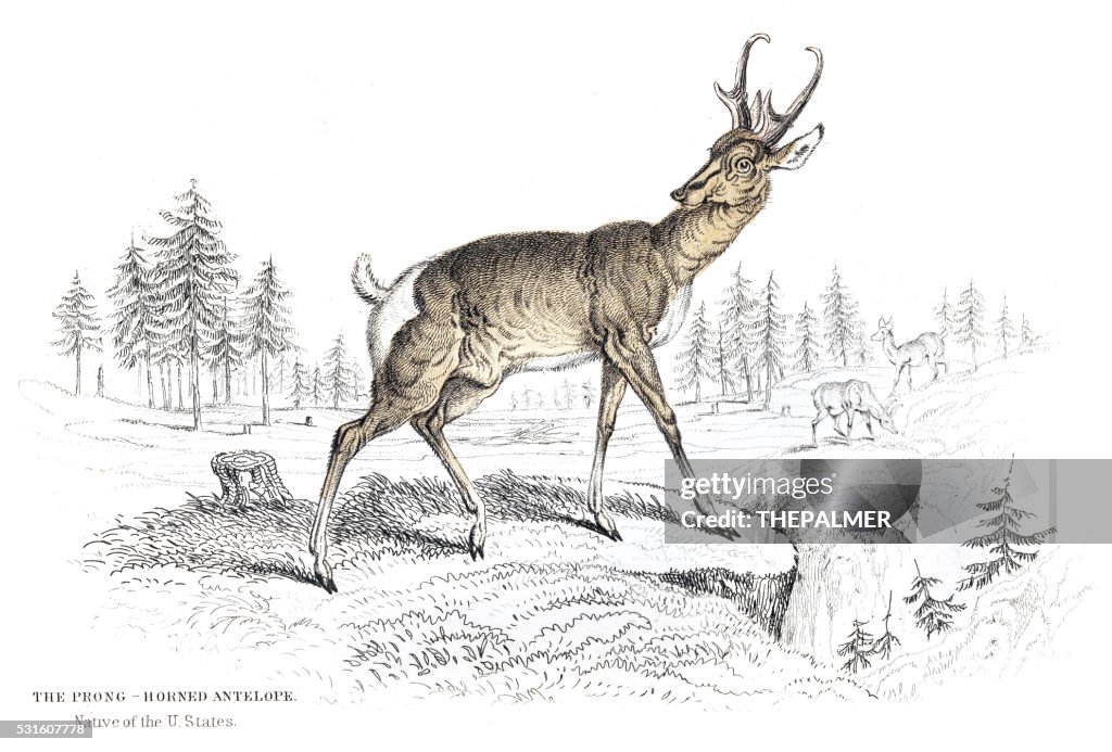 The Pronghorn antelope engraving 1855