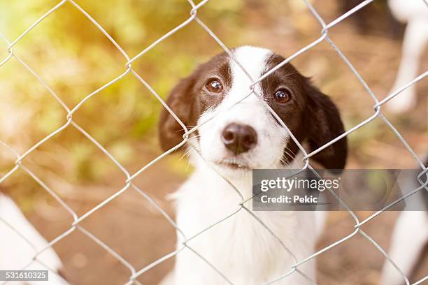 homeless dog behind bars - security screen stockfoto's en -beelden