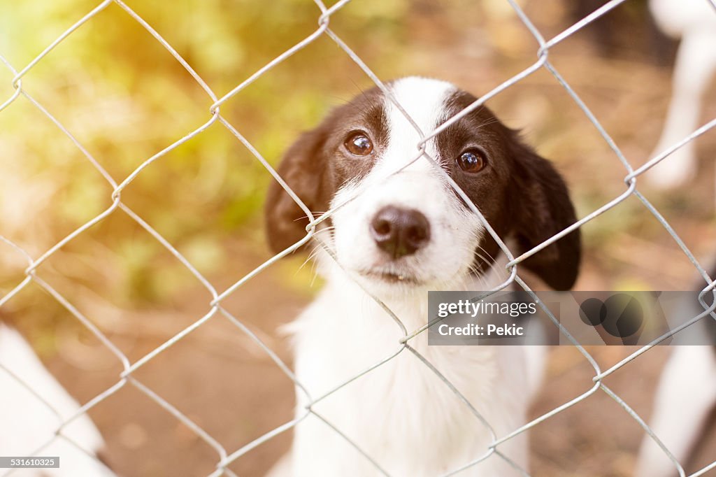 Homeless dog behind bars