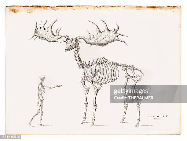 stockillustraties, clipart, cartoons en iconen met the fossil elk engraving 1855 - elk