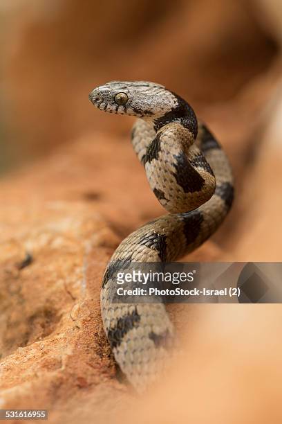 snake, ready to pounce on its prey - vipera aspis stock pictures, royalty-free photos & images