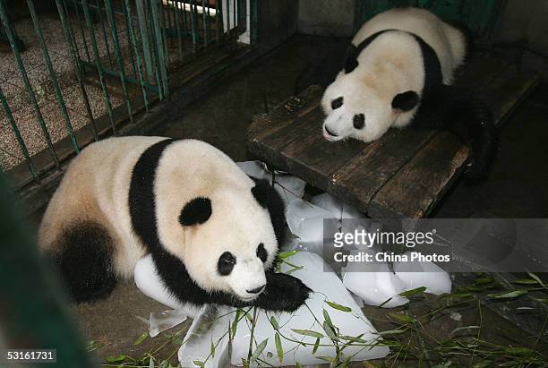 Giant panda cools itself with pieces of ice at the the Chengdu Research Base of Giant Panda Breeding on June 28, 2005 in Chengdu of Sichuan Province,...