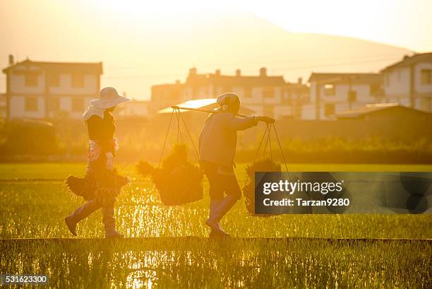 landwirte wandern in das paddy feld in am frühen morgen - paddy fields yunnan stock-fotos und bilder