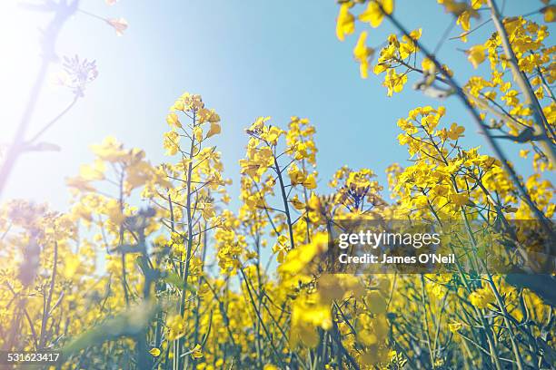 rapeseed in the sun - yellow nature stock pictures, royalty-free photos & images