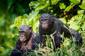 Bonobos in natural habitat.