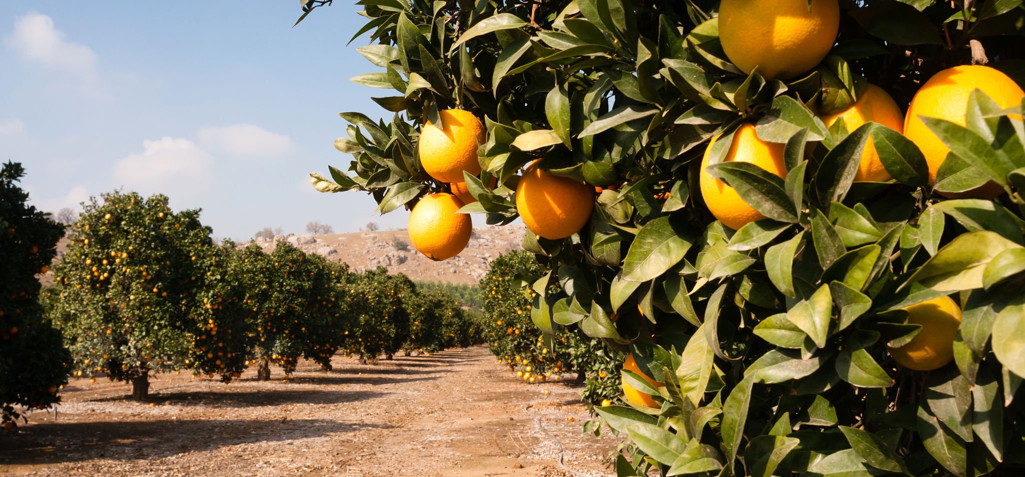 Citrus Fruit Oranges Ripening Agriculture Farm Orange Grove Citrus Fruit Oranges Ripening Agriculture Farm Orange Grove