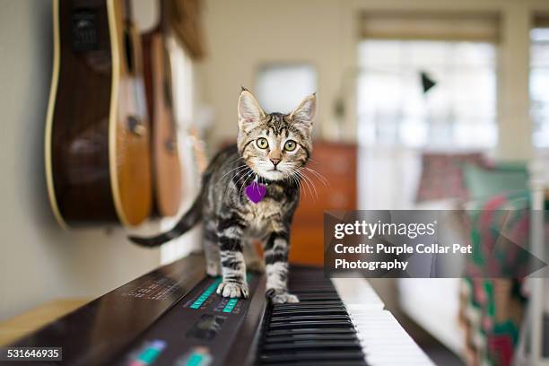Kitty Keyboard Photos and Premium High Res Pictures - Getty Images