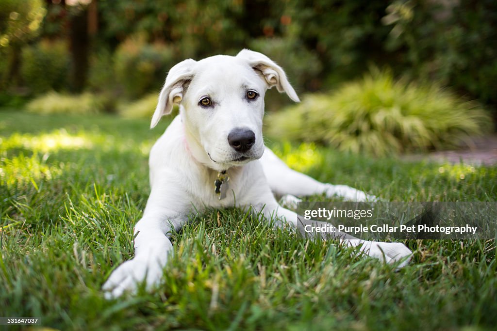 Ed Labrador Labrador Retriever Puppy Outdoors High-Res Stock Photo - Getty Images