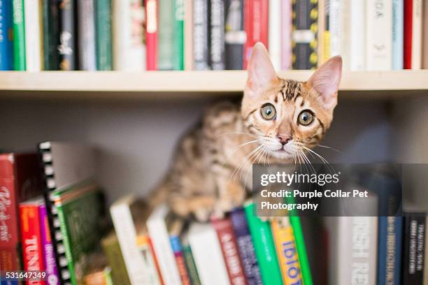 curious bengal kitten on bookshelf with books - cat with collar stockfoto's en -beelden
