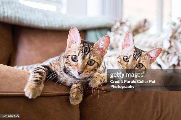 bengal kittens on leather sofa indoors - zwei tiere stock-fotos und bilder