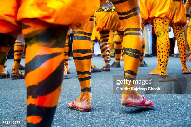 painted tiger legs - onam stock pictures, royalty-free photos & images