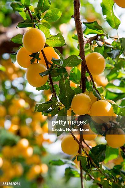 mirabelle plum fruit on tree - mirabelle plum stock pictures, royalty-free photos & images