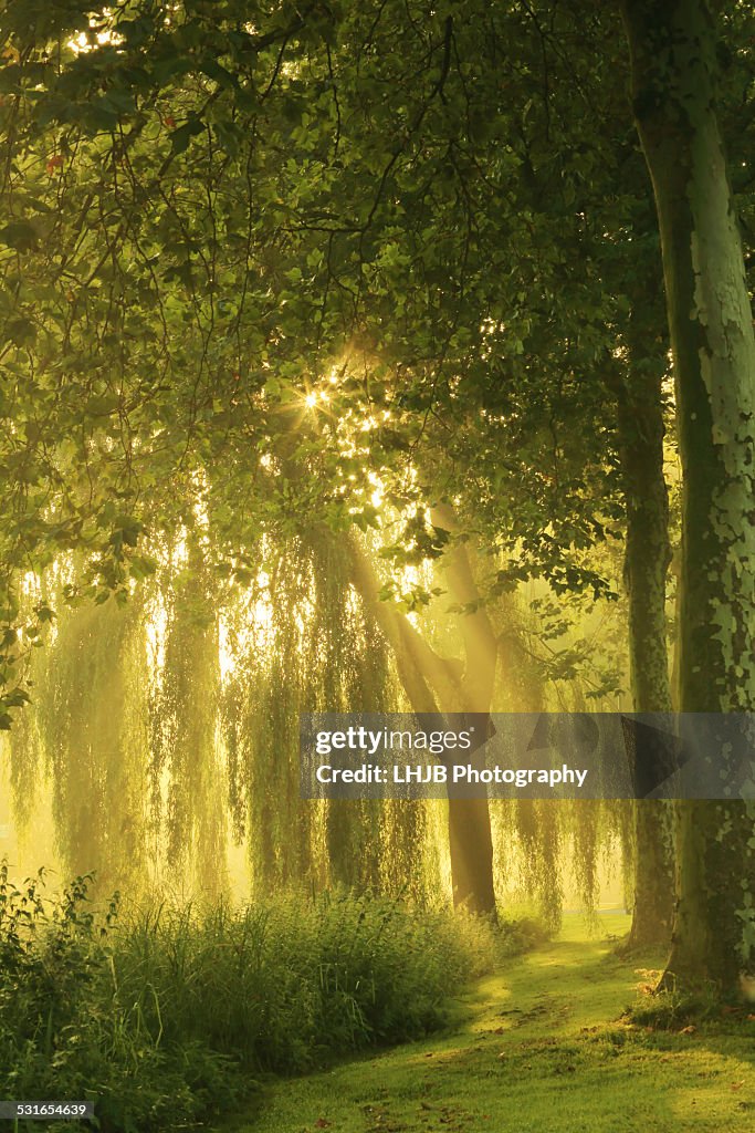 Morning light shining through green trees