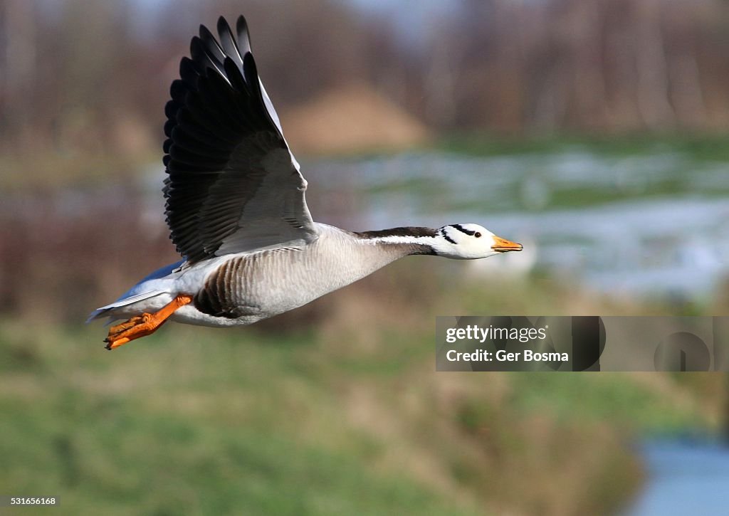 Bar Headed Goose in Flight