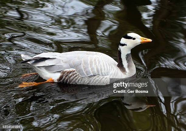 bar headed goose (anser indicus) - anser indicus stock pictures, royalty-free photos & images