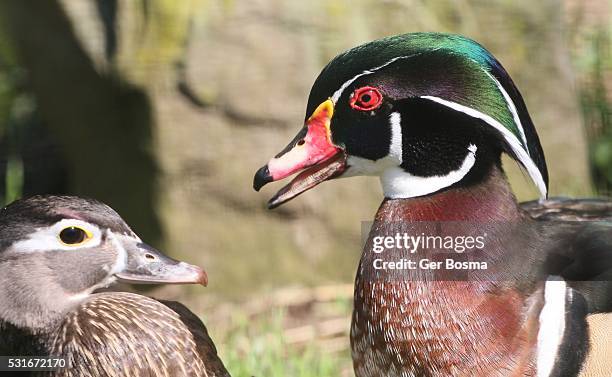 happy wood duck couple - parpar fotografías e imágenes de stock