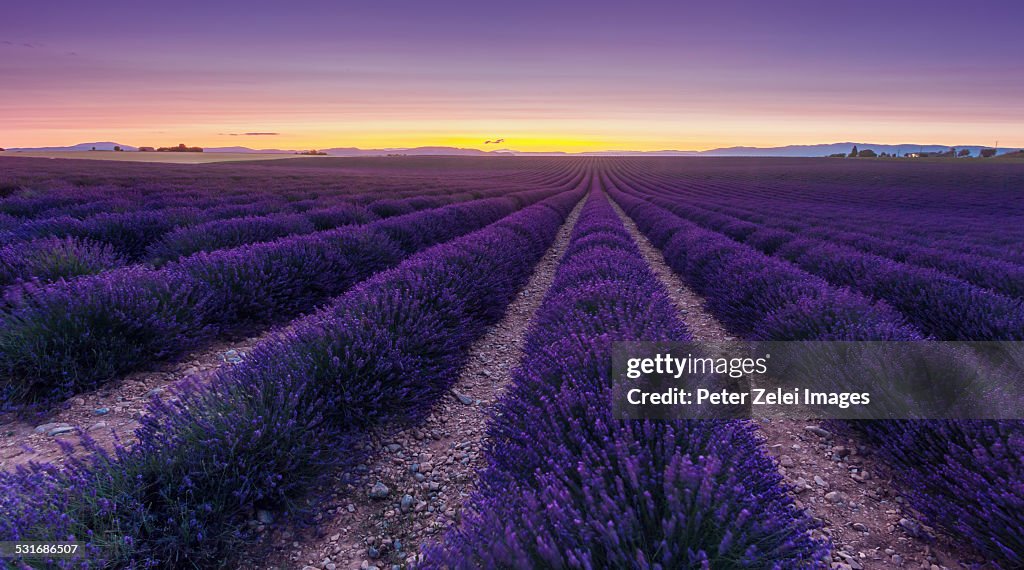 Wondeful lavender fields