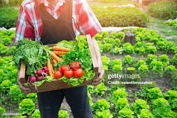 mano che tiene un grata di pieno di verdure crude - campo di pomodori foto e immagini stock