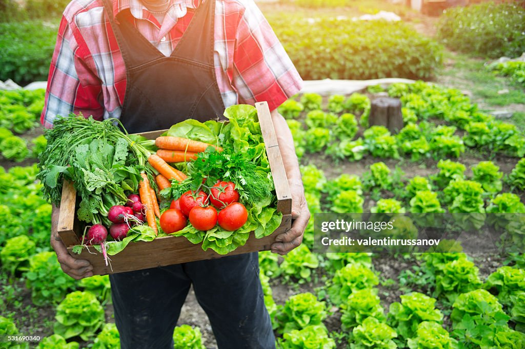 Hands holding a grate full of raw vegetables