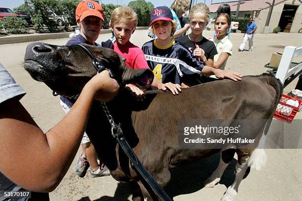 Fair-goers pet a calf at the San Diego County Fair June 29, 2005 in Del Mar, California. The fair features games, rides, live entertainment,...