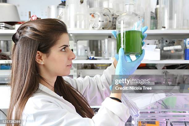 female engineer looking at micro grown algae - alge stock-fotos und bilder