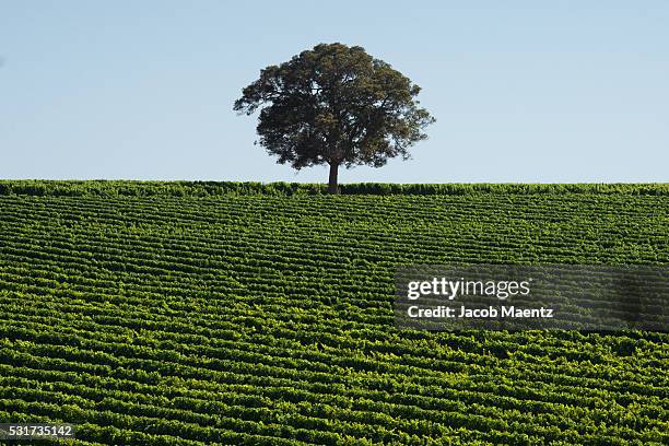 western australia vineyard - margaret river australia photos et images de collection