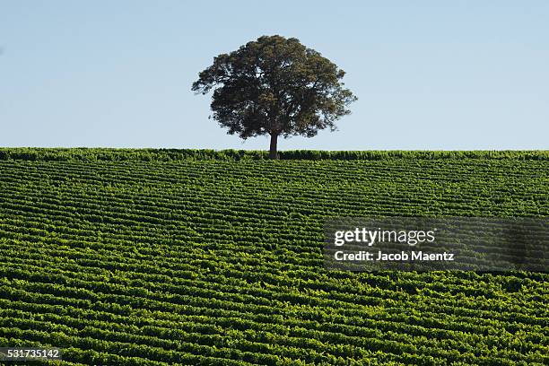 western australia vineyard - western australia crop stockfoto's en -beelden