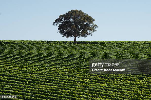 western australia vineyard - australia winery stock pictures, royalty-free photos & images