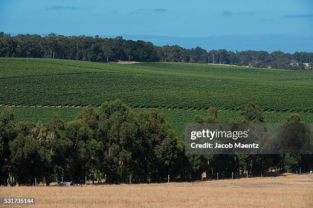 a vineyard in margaret river, western australia. - margaret river winery stock pictures, royalty-free photos & images